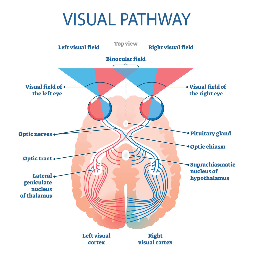 Chadwick Optical Eye Brain Connection Diagram Diagram of visual pathway showing optic nerves, chiasm, visual fields, and brain cortex connections.