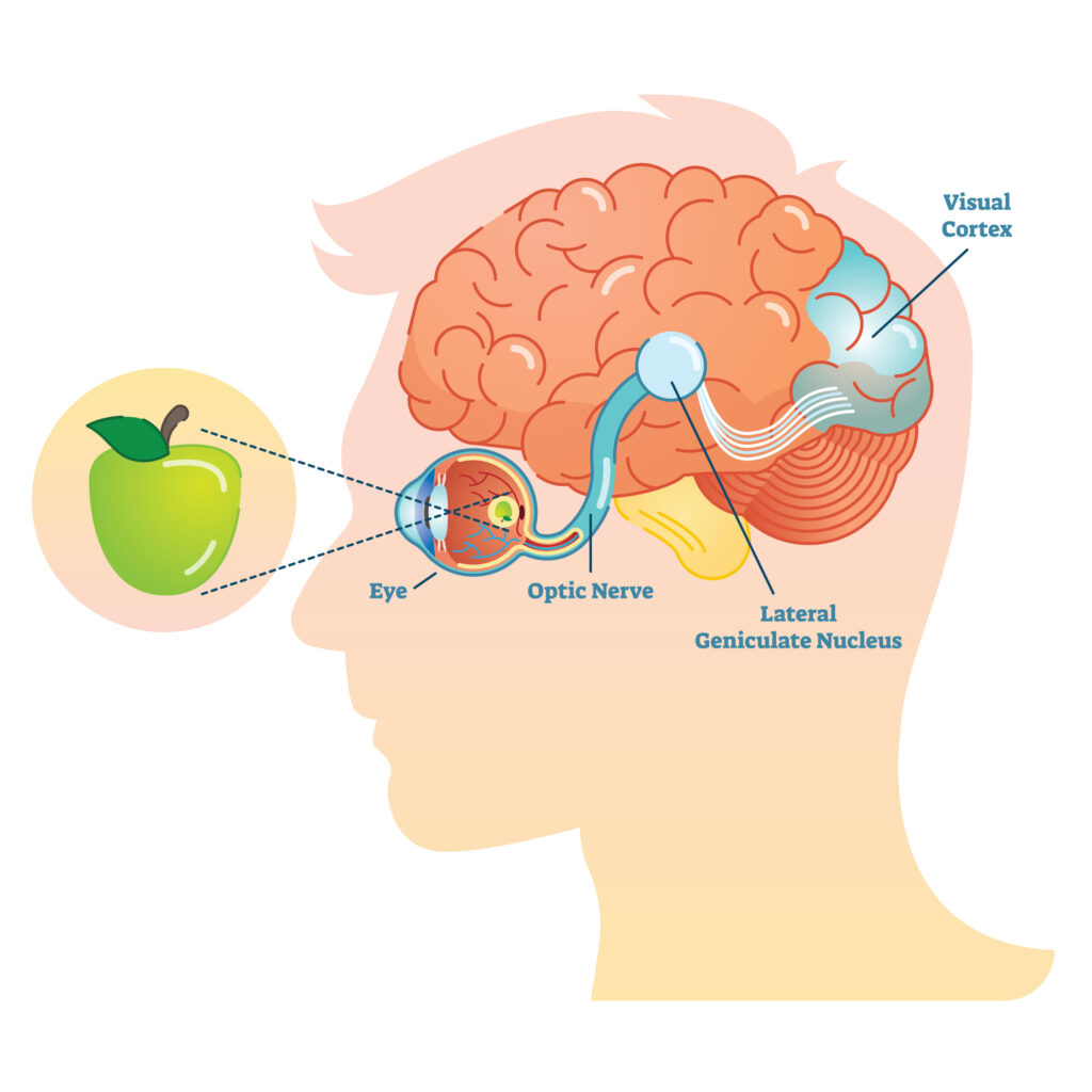 Diagram of visual process: eye, optic nerve, lateral geniculate nucleus, visual cortex perceiving a green apple.