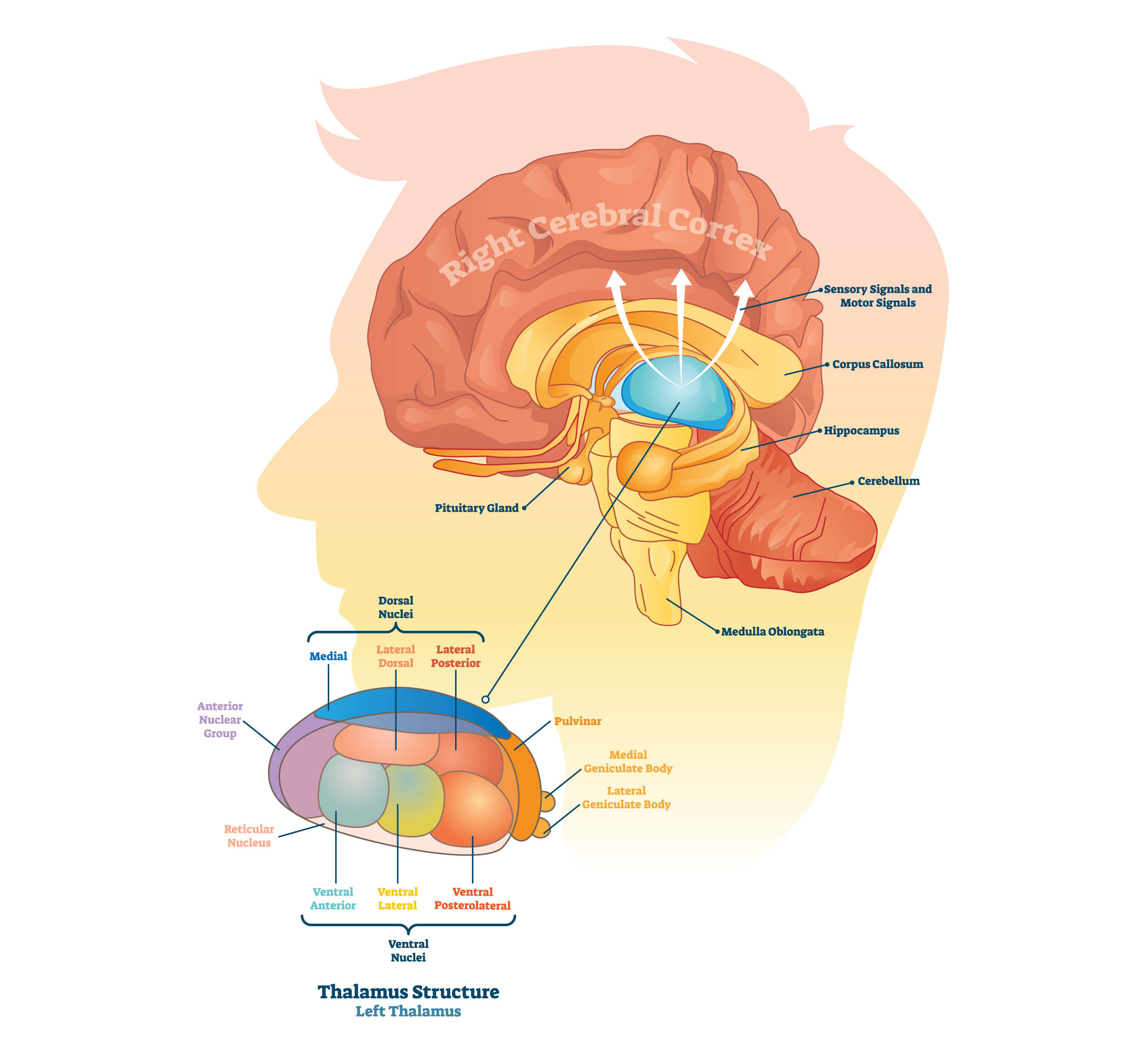Chadwick Vision Clinic Thalamus Diagram Diagram of the human brain anatomy highlighting the right cerebral cortex and thalamus structure for educational purposes.