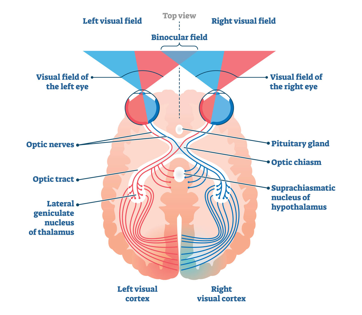 Diagram of the Eye-Brain Connection Diagram of visual pathways in the human brain, showing optic nerves, optic chiasm, and visual fields.