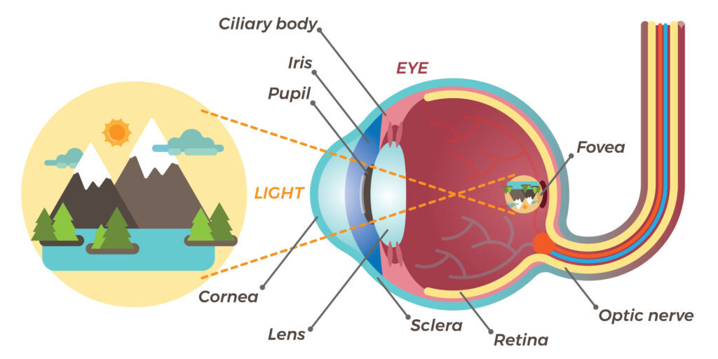 Chadwick Optical How The Eye Works Diagram Diagram of eye anatomy showing light path from landscape to retina, highlighting structures like cornea, lens, and optic nerve.